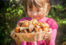 Фото - Можно ли грибы детям? Мифы и правда о грибах