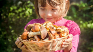 Фото - Можно ли грибы детям? Мифы и правда о грибах