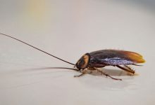 Фото - В Нижнекамске многоэтажку заполнили тараканы