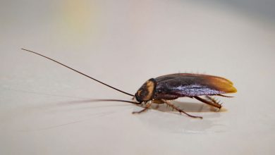 Фото - В Нижнекамске многоэтажку заполнили тараканы
