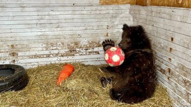 Фото - Медвежат, спасенных под Новосибирском, отправили в реабилитационный центр в Ленобласть