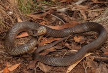 Фото - В Австралии мать успела спасти дочь от укуса ядовитой змеи