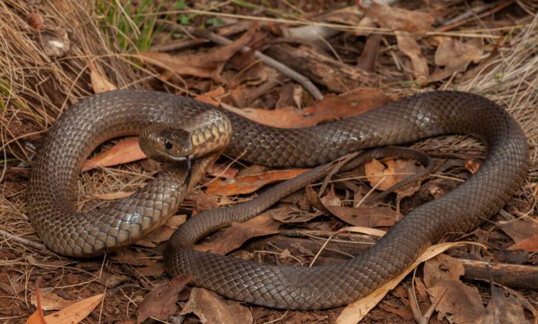 Фото - В Австралии мать успела спасти дочь от укуса ядовитой змеи